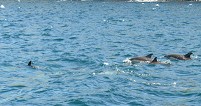 Common dolphins feeding 2 (Blaskets trip)
